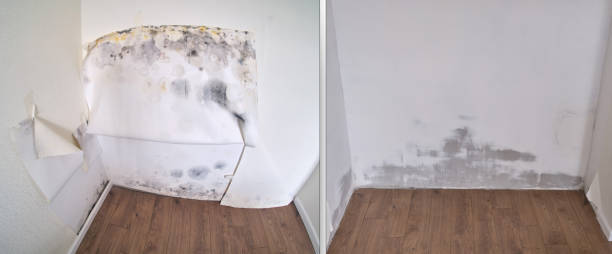 Best Mold Removal Company Near Me  in Youngtown, AZ